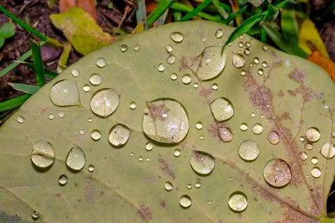 Raindrops on Fallen Leaves Macro Close Up Fresh Autumn Texture Stock Photos