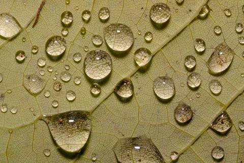 Raindrops on Fallen Leaves Macro Close Up Fresh Autumn Texture Stock Photos