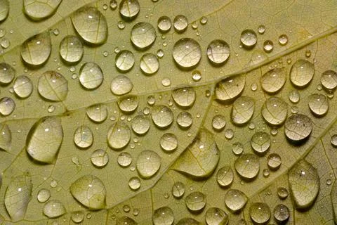 Raindrops on Fallen Leaves Macro Close Up Fresh Autumn Texture Stock Photos