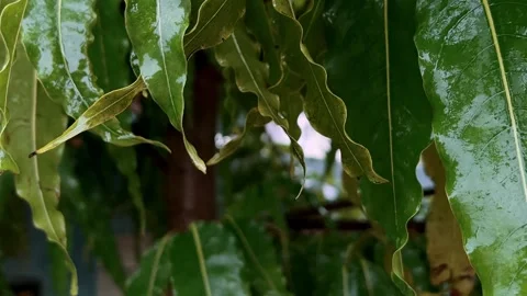 Raindrops Falling from Ashopalav Tree Leaves Close Up During Rainy Season Stock-Footage 315267332