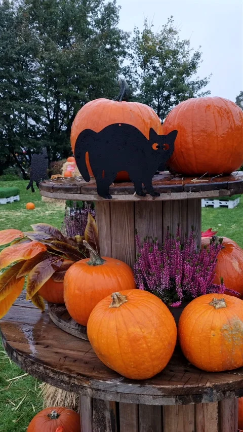 Raindrops falling on autumn decor with orange pumpkins, heather and black cat. Stock Footage 345552742