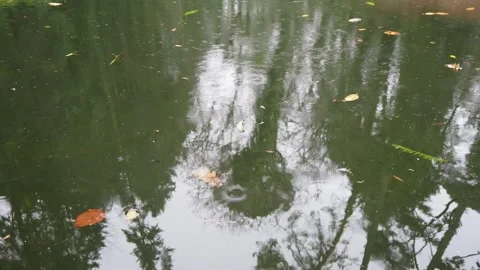 Raindrops Falling on Autumn Pond with Floating Leaves and Tree Reflections Stock Footage 337691371