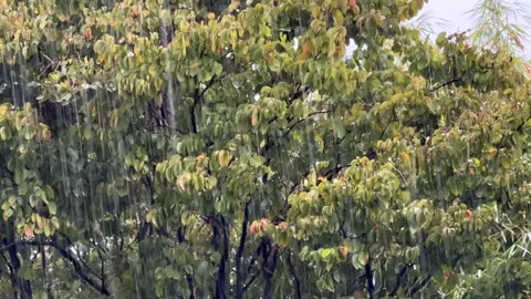 Raindrops Falling with a Background of Lush Green Trees Stock Footage 305216345