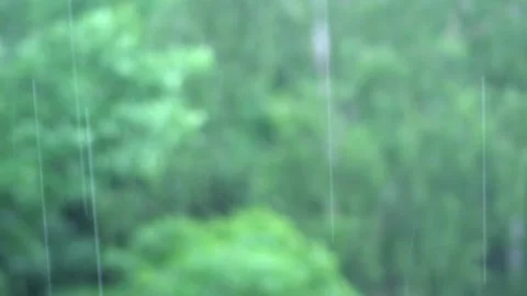 Raindrops falling on the background of trees Stock Footage 134943811