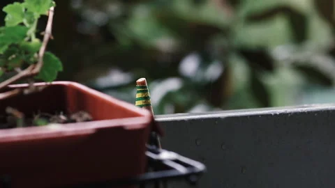 Raindrops falling on balcony railing beside a pot with a plant. Rainy weather. 库存影片 141917848