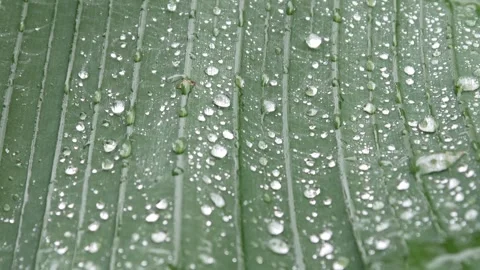 Raindrops falling on banana leaves Stock Footage 306775651