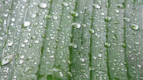 Raindrops falling on banana leaves Stock Footage 306775726