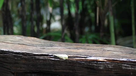 Raindrops falling on the beam horizontally located Stock Footage 56443226