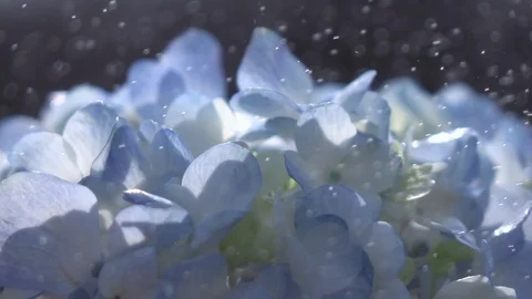 Raindrops falling on beautiful blue hydrangea in slow motion. 動画素材 89082875