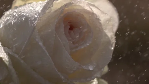 Raindrops falling on beautiful soft and gentle pastel rose in slow motion. Видео 89082908