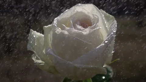 Raindrops falling on beautiful soft and gentle champagne rose in slow motion Vídeo Stock 91661382