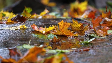 Raindrops falling on a big stone and autumn leaves,  4K ultra HD. Video stock 320412017