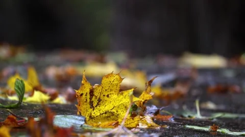 Raindrops falling on a big stone and autumn leaves,  4K ultra HD. Stock Footage 320412022