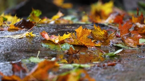 Raindrops falling on a big stone and autumn leaves,  4K ultra HD. Stock Footage 320412028