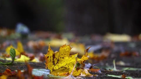 Raindrops falling on a big stone and autumn leaves,  4K ultra HD. Stock Footage 320412032