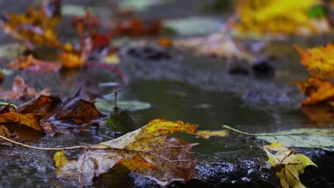 Raindrops falling on a big stone and autumn leaves,  4K ultra HD. Stock Footage 320412138