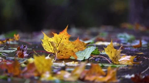 Raindrops falling on a big stone and autumn leaves,  4K ultra HD. Stock Footage 320412603