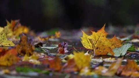 Raindrops falling on a big stone and autumn leaves,  4K ultra HD. Stock Footage 320413876
