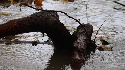 Raindrops falling on a big stone and autumn leaves,  4K ultra HD. Stock Footage 320418578
