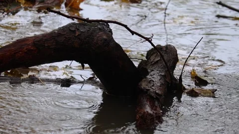 Raindrops falling on a big stone and autumn leaves,  4K ultra HD. Stock Footage 320418725