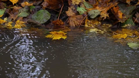 Raindrops falling on a big stone and autumn leaves,  4K ultra HD. Stock Footage 320418927