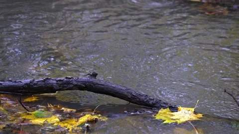 Raindrops falling on a big stone and autumn leaves,  4K ultra HD. Stock Footage 320419127