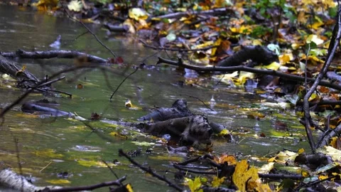 Raindrops falling on a big stone and autumn leaves,  4K ultra HD. Stock Footage 320419591
