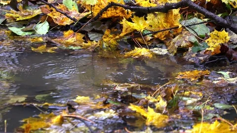 Raindrops falling on a big stone and autumn leaves,  4K ultra HD. Stock Footage 320420044
