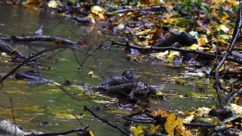 Raindrops falling on a big stone and autumn leaves,  4K ultra HD. Stock Footage 320420134