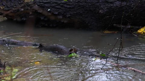Raindrops falling on a big stone and autumn leaves,  4K ultra HD. Stock Footage 320420626