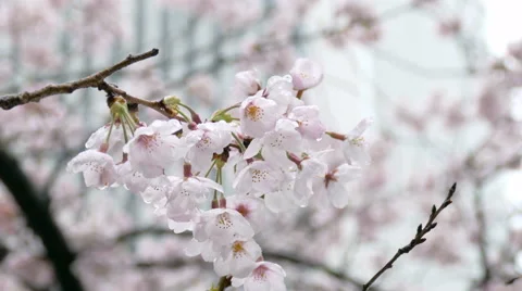 Raindrops falling on blooming somei yoshino cherry blossoms in downtown Tokyo. Stock Footage 62108252
