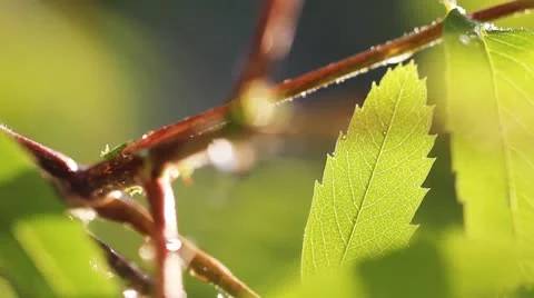 Raindrops falling on a branch, close-up Stock Footage 12444190