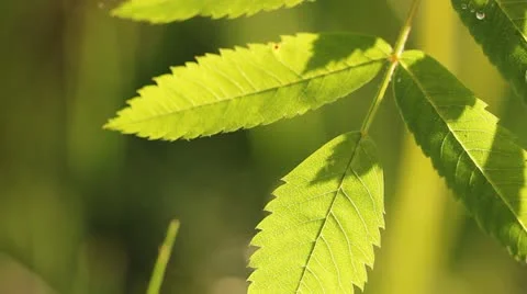 Raindrops falling on a branch, close-up Vidéo 12445347