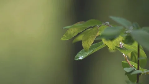 Raindrops falling on a branch close-up, footage with natural sound of the forest Stock Footage 125895061