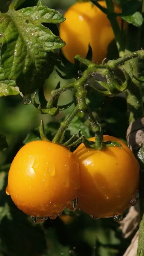 Raindrops falling on a bush of yellow tomatoes Slow motion Vertical video Stock Footage 234533386