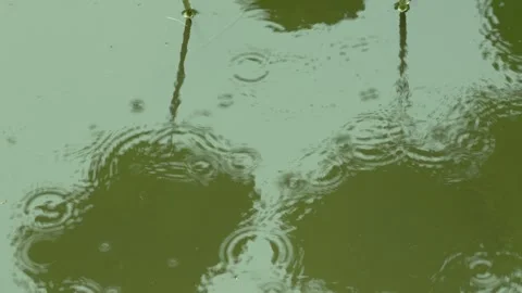 Raindrops falling on a calm lake surface creating concentric ripples 스톡 동영상 347052493