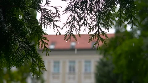 Raindrops falling on cedar branches with mansion in background Stock Footage 323279708