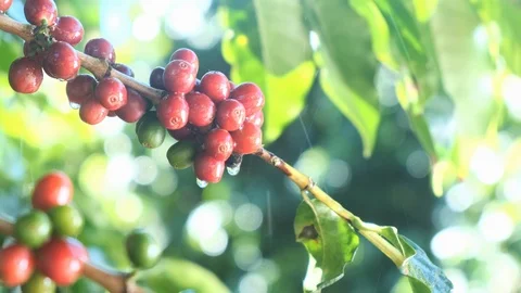 Raindrops Falling On Coffee Cherries On A Farm Stock Footage 112365049