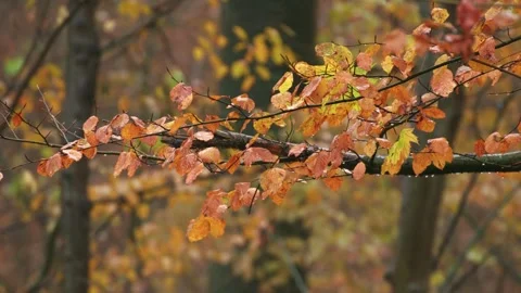 Raindrops falling from colorful forest leaves Stock Footage 317878180