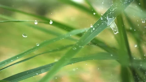 Raindrops Falling on Colorful Spring Flowers in Garden 4K Stock-Footage 346472193