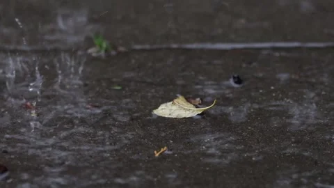Raindrops falling onto concrete slabs and a single leaf in early Autumn. UK Stock Footage 316303366