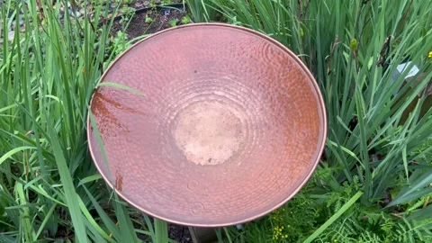 Raindrops Falling into Copper Birdbath surrounded by Garden Plants Stock Footage 341345360