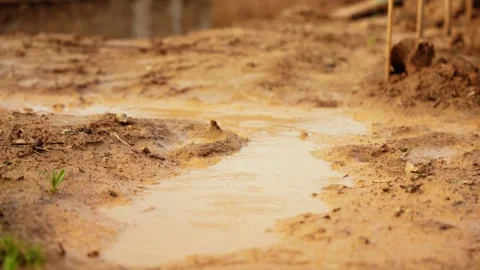 Raindrops falling creating ripples in a mud puddle Stock Footage 341294386