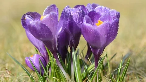Raindrops falling on crocus flowers. Stock Footage 73413623