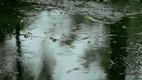 Raindrops falling into a dark puddle with floating leaves Stock Footage 341939399