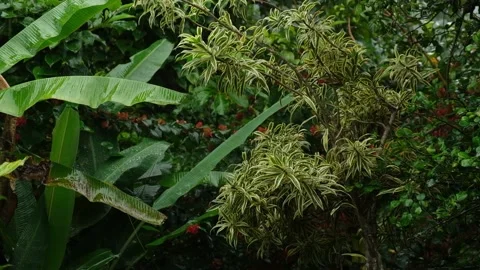 Raindrops falling down on green leaf, relaxation background. Stock Footage 144159111