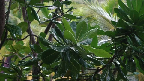 Raindrops falling down on green leaf , fresh green forest relaxation background. Stock Footage 237745668