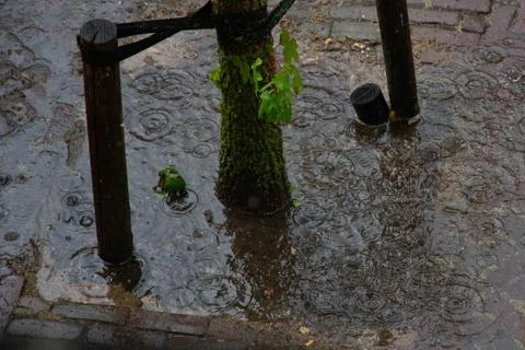Raindrops falling down next to a tree Stock Photos