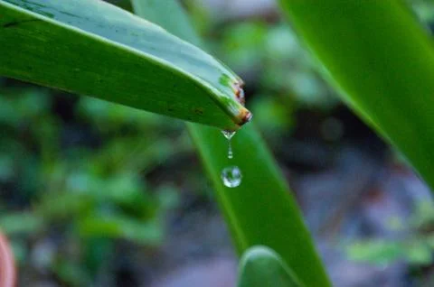 Raindrops falling down in a rainy day Foto stock