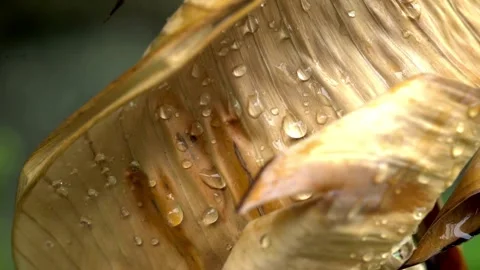 Raindrops falling on a dry brown banana leaf macro Stock Footage 333114371